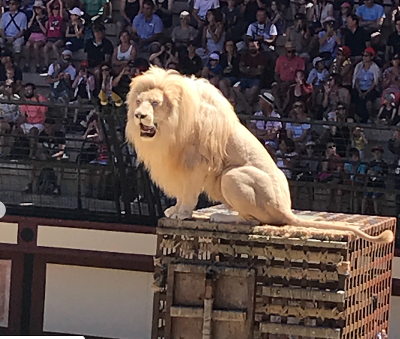 A lion stands on a crate with a large crowd sat behind him
